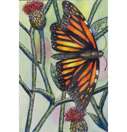 Butterfly Sketch – Ballpoint Pen & Watercolor